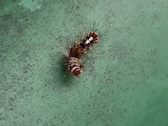 Orvasca subnotata