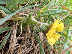 Tussilago farfara