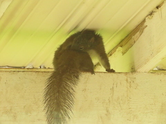 Sciurus carolinensis