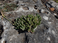 Delosperma litorale