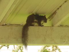 Sciurus carolinensis