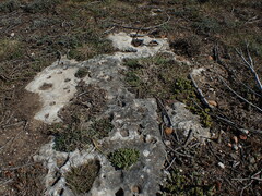 Delosperma litorale