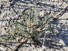 Camphorosma monspeliaca