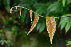 Rubus swinhoei