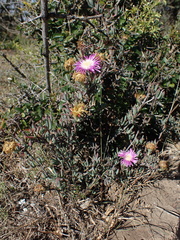 Lampranthus algoensis