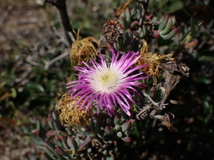 Lampranthus algoensis