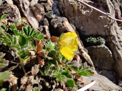 Potentilla verna