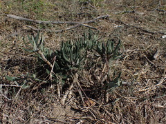Pachypodium
