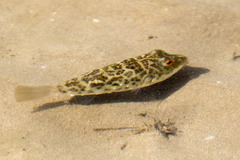 Sphoeroides greeleyi