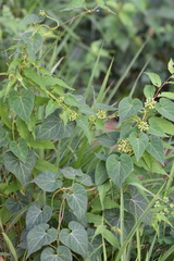 Cynanchum wilfordii