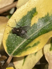 Helina evecta