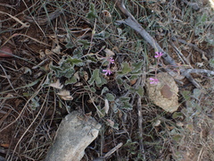 Pelargonium reniforme