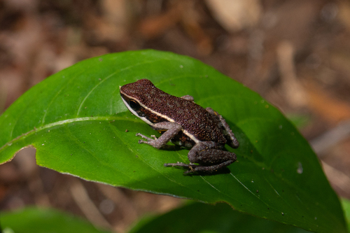 Panguana Poison Frog, Ameerega panguana