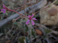 Pelargonium reniforme