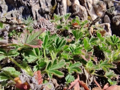 Potentilla verna