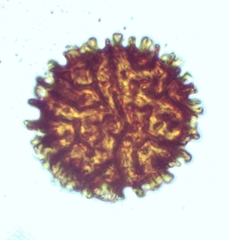 Fossombronia pusilla image