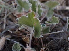 Pelargonium reniforme