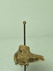 Telamona ampelopsidis