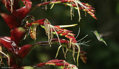 Alcantarea imperialis