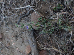 Blepharis integrifolia
