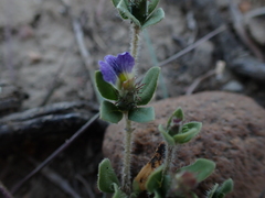 Blepharis integrifolia