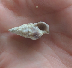 Cerithium atratum