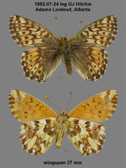 Boloria alaskensis