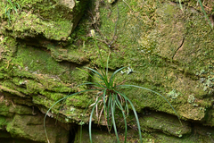 Carex sociata