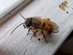 Osmia bicornis