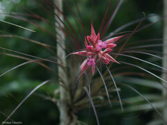 Tillandsia globosa