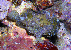 Abantennarius nummifer