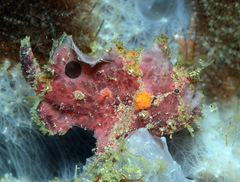 Abantennarius nummifer