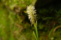 Carex sociata