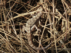 Mediodactylus oertzeni