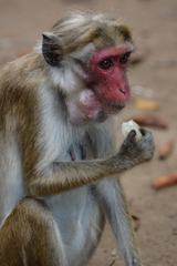 Macaca sinica