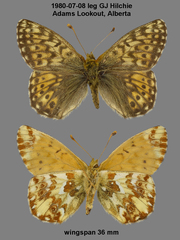 Boloria alaskensis