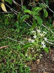 Tarenna fragrans