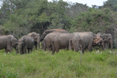 Elephas maximus maximus