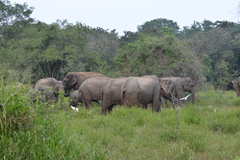 Elephas maximus maximus