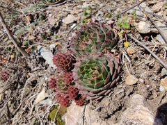 Sempervivum tectorum