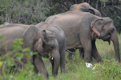 Elephas maximus maximus