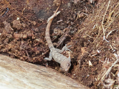Mediodactylus oertzeni