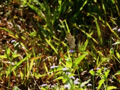Junonia atlites atlites