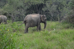 Elephas maximus maximus