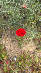 Papaver rhoeas