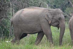 Elephas maximus maximus