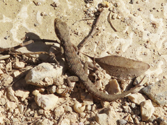 Mediodactylus oertzeni