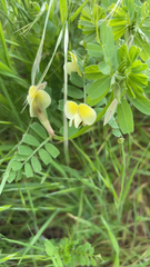 Vicia hybrida