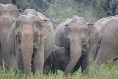 Elephas maximus maximus