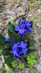 Hyacinthus orientalis